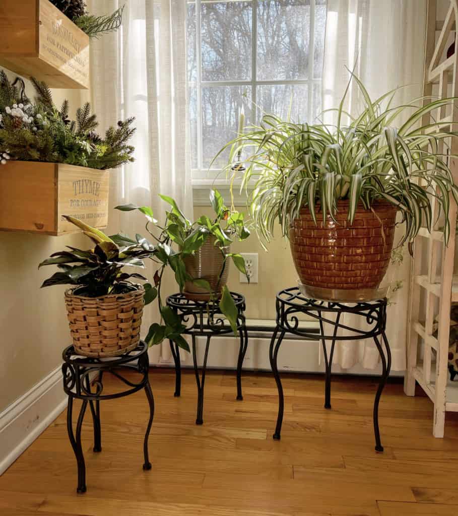 روش برای شادابی گیاهان در فصل زمستان