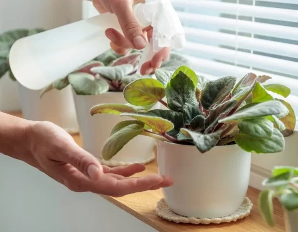 روش برای شادابی گیاهان در فصل زمستان